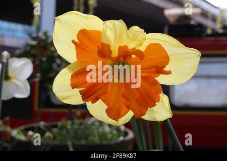 Narcissus / Daffodil ‘Congress’ Divisione 11a collare a coppetta Daffodils, petali gialli di limone e coppetta spaccata d’arancia, aprile, Inghilterra, Regno Unito Foto Stock