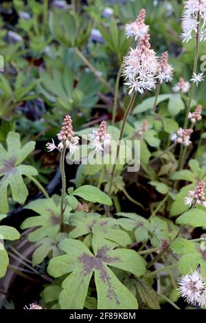 Tiarella ‘Spring Symphony’ Foam flower Spring Symphony – punte floreali di minuscoli fiori bianchi a forma di stella, aprile, Inghilterra, Regno Unito Foto Stock