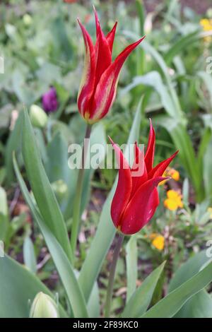 Tulipa ‘Aladdin’ Lily Flowering 6 Aladdin tulipano – fiori rossi scarlatto, base gialla, aprile, Inghilterra, Regno Unito Foto Stock