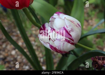 Tulipa ‘ruota interna’ Rembrandt 9 ruota interna Tulipa - fiori bianchi, fiamme viola, striature rosso scuro, aprile, Inghilterra, REGNO UNITO Foto Stock