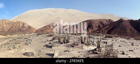 Cerro Blanco duna di sabbia con cactus, una delle dune più alte del mondo, situato vicino Nasca o città di Nazca in Perù Foto Stock