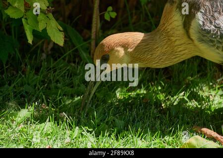 Vista ravvicinata di un ibis a collo di maniche su un'erba verde, Patagonia, Argentina Foto Stock