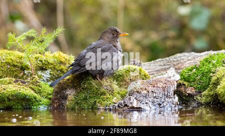 Uccello nero comune seduto su roccia mossata in natura acquatica Foto Stock