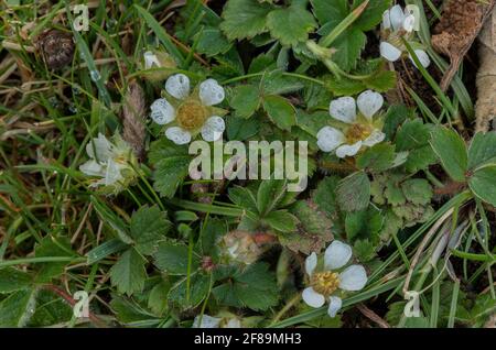 Fragola sterile, Potentilla sterilis, in fiore all'inizio della primavera. Foto Stock