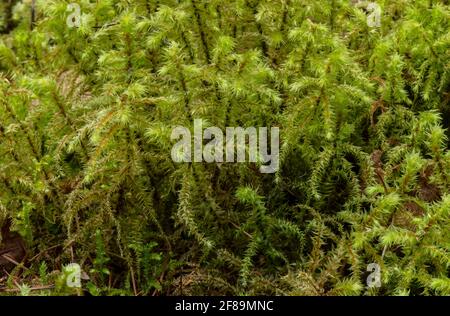 Grande muschio di aggy, Rhytidiadelphus triquetrus, crescendo abbondantemente sul pavimento della foresta, Mendips. Foto Stock