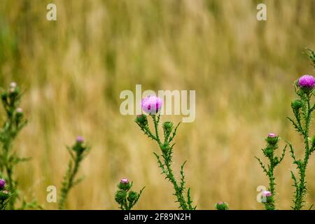 Vista ravvicinata del Thistle di Spear (Cirsium vulgare) fiore in campagna Foto Stock