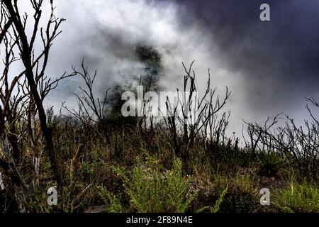 Primo piano di alberi morti in una foresta su un sfondo cielo nuvoloso Foto Stock