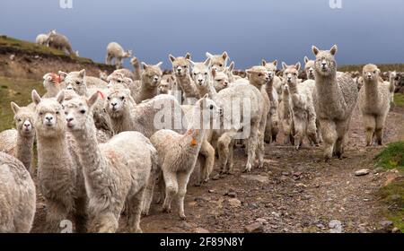 lama o lama, mandria di lamine su pascoli, Ande montagne, Perù Foto Stock