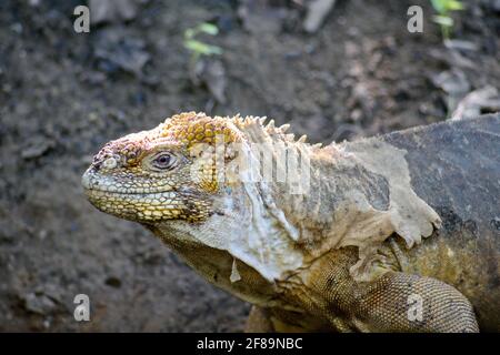 Primo piano di un Galapagos terra iguana a Urbina Bay, Isabela Island, Galapagos, Ecuador Foto Stock