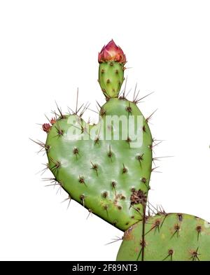 cuore a forma di pera prickly cactus primo piano isolato su a. sfondo bianco Foto Stock