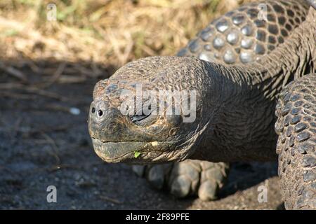 Primo piano di una tartaruga gigante di Galapagos a Urbina Bay, Isabela Island, Galapagos, Ecuador Foto Stock