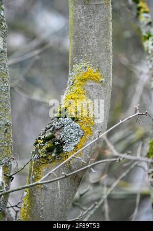 Infestazione di muschio nella forma di un'anatra su un tronco di albero Foto Stock