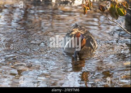 Comune di Teal o Eurasian Teal (Anas crecca) Foto Stock