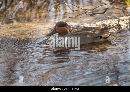 Eurasian Teal - Anas crecca - maschio in primavera Foto Stock