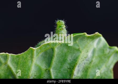 Green Caterpillar strisciando su una foglia di cavolo Foto Stock