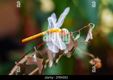 Libellula luminosa seduta su foglie secche da vicino, bellissimo insetto in natura, giorno di sole, fauna selvatica, fuoco selettivo Foto Stock