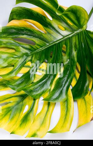 Foglie grandi di Monstera verde e giallo, formaggio svizzero pianta tropicale su sfondo di colore grigio chiaro. Estate sfondo stagionale Foto Stock
