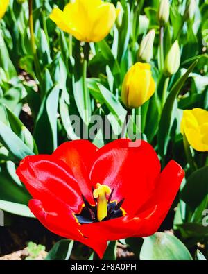 Tulipano rosso fiore, sfondo floreale. Vista ravvicinata. Foto saturata di un campo con fiori. Natura e concetto di primavera. Foto Stock