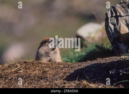 Alaska Marmot, Marmota broweri, al suo burrow, Gates of the Arctic National Park, Brooks Range, Alaska, USA Foto Stock