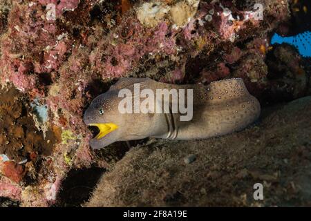 Murena lycodontis Mooray undulatus nel Mare Rosso, Eilat Israel Foto Stock