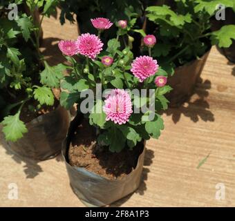 Primo piano di una pianta di Crisantemo in sacchetto nero con fiori di crisantemo viola fioriti e fioriti Foto Stock