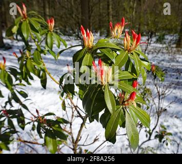 Un rododendro rosso pieno di gemme in aprile. C'era ancora neve ieri sera. Sembra Natale Foto Stock