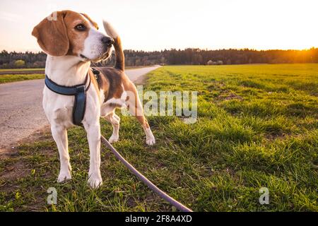 Cane ritratto sfondo illuminato. Beagle in piedi in erba Foto Stock