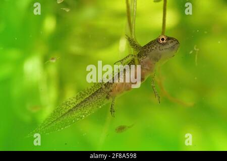 Larva del novo carpakiano (Lissotriton montandoni) su sfondo verde Foto Stock