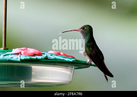 Colibrì smeraldo Versicolored arroccato sull'alimentatore a Mindo, Ecuador, Sud America Foto Stock