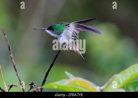 Colibrì smeraldo andino arroccato su un ramo a Mindo, Ecuador, Sud America Foto Stock