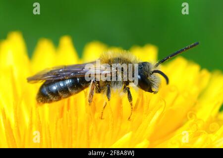 Ape da miniera maschile a coda rossa (Andrena Emorrhea) su un dente di leone giallo (Taraxacum officinale) fiore Foto Stock