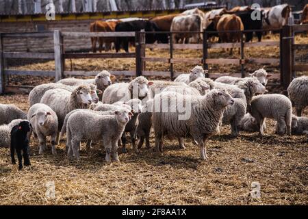 Gregge di pecore in una stalla aperta nella fattoria. Foto Stock