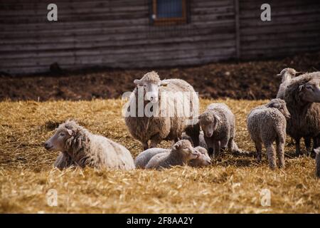 Gregge di pecore in una stalla aperta nella fattoria. Foto Stock