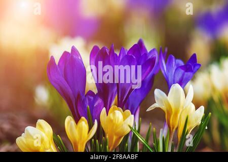 Fiori di Crocus al sole, fiori di primavera brillante sfondo Foto Stock