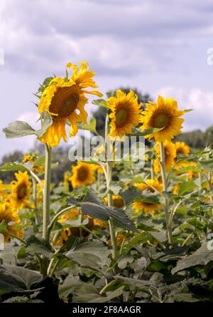 I girasoli felici crescono in questo campo luminoso di fiori Foto Stock