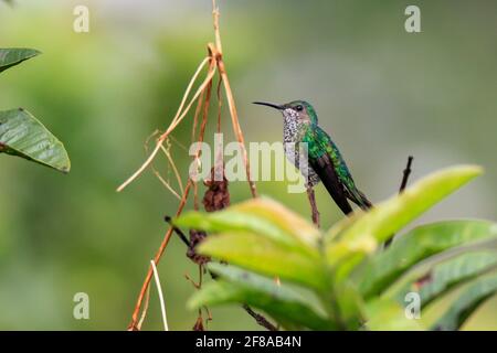 Colibrì smeraldo Versicolored arroccato sulla filiale a Mindo, Ecuador, Sud America Foto Stock