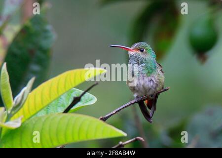 Colibrì smeraldo Versicolored arroccato sulla filiale a Mindo, Ecuador, Sud America Foto Stock