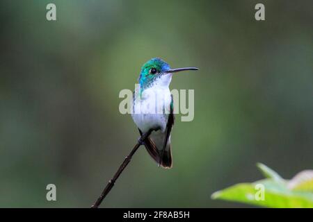 Colibrì smeraldo andino arroccato su un ramo a Mindo, Ecuador, Sud America Foto Stock