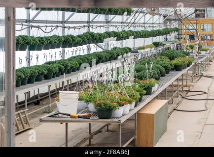 decine di piante appese crescono in una casa verde commerciale, pronta per la primavera e l'estate piantando su patio e ponti Foto Stock