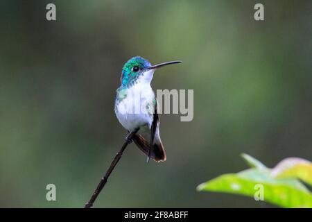 Colibrì smeraldo andino arroccato su un ramo a Mindo, Ecuador, Sud America Foto Stock