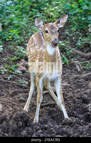 Cervi con uno sguardo sorpreso nel Parco Nazionale di Ranthambore, India Foto Stock