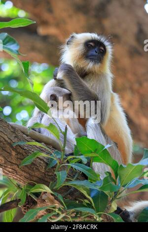 Scimmia di Langur con il bambino nell'albero nel parco nazionale di Ranthambore, India Foto Stock