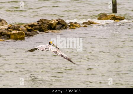 Pelican in volo sopra l'isola di Dauphin, Alabama Foto Stock