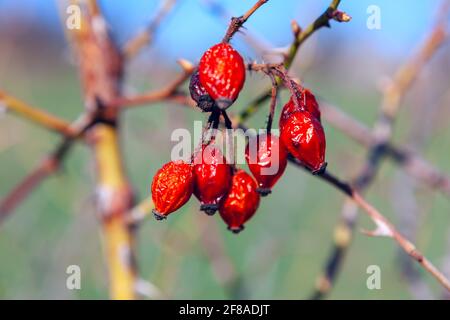 Rosa appassita sulla boccola . Fonte naturale di vitamina C. Foto Stock