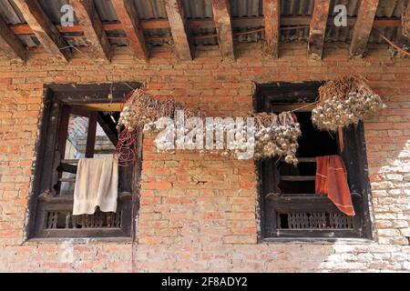 Finestre di casa in mattoni con un grande filo di aglio appeso all'esterno a Bhaktapur, Nepal Foto Stock