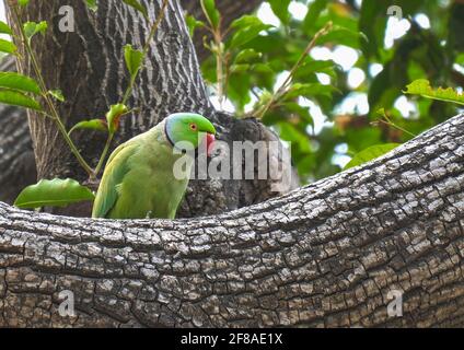 primo piano clip di un parakeet rosa appollaiato su uno albero ad agra Foto Stock
