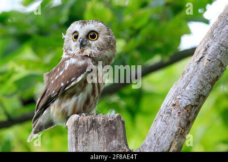 Primo piano di WET WOWET Owl appollaiato su Branch con Green Sfondo Foto Stock