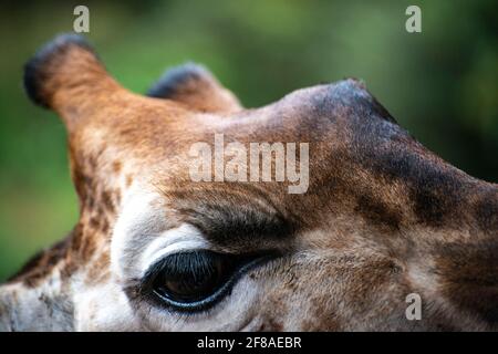 primo piano dell'occhio e delle corna della giraffa Foto Stock