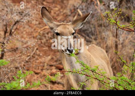 Kudu femminile in Safari nel Parco Nazionale di Pilanesberg, Sud Africa Foto Stock