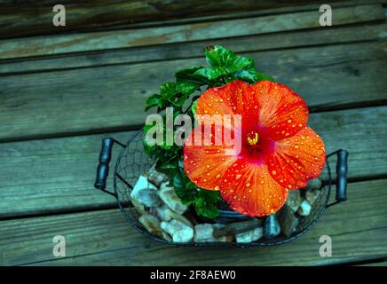 Una leggera pioggia ha lasciato degli spruzzi sui petali di questa graziosa pianta di ibisco arancione in vaso in un cesto di filo riempito di roccia sul ponte del cortile. Bok Foto Stock